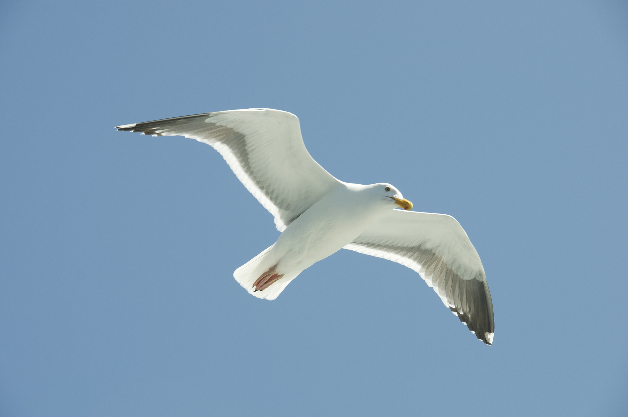 Seagull